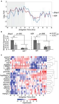 Glucocorticoid-Responsive Transcription Factor Krüppel-Like Factor 9 Regulates fkbp5 and Metabolism